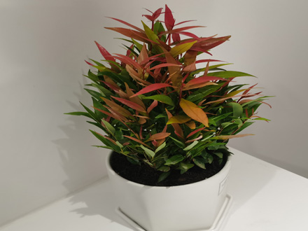 商場(chǎng)綠植租擺