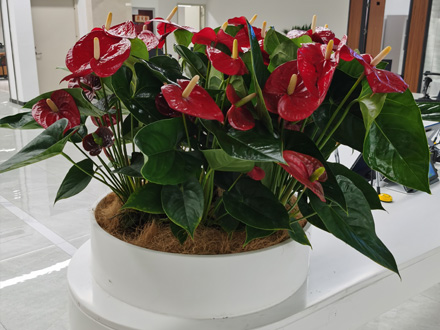商場(chǎng)綠植租賃