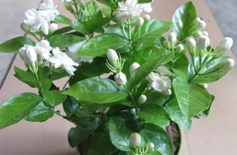 茉莉花怎樣養(yǎng)護?茉莉花爆盆方法和技巧?