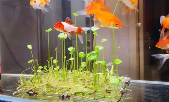 綠植花草移植到水培植物要注意什么？